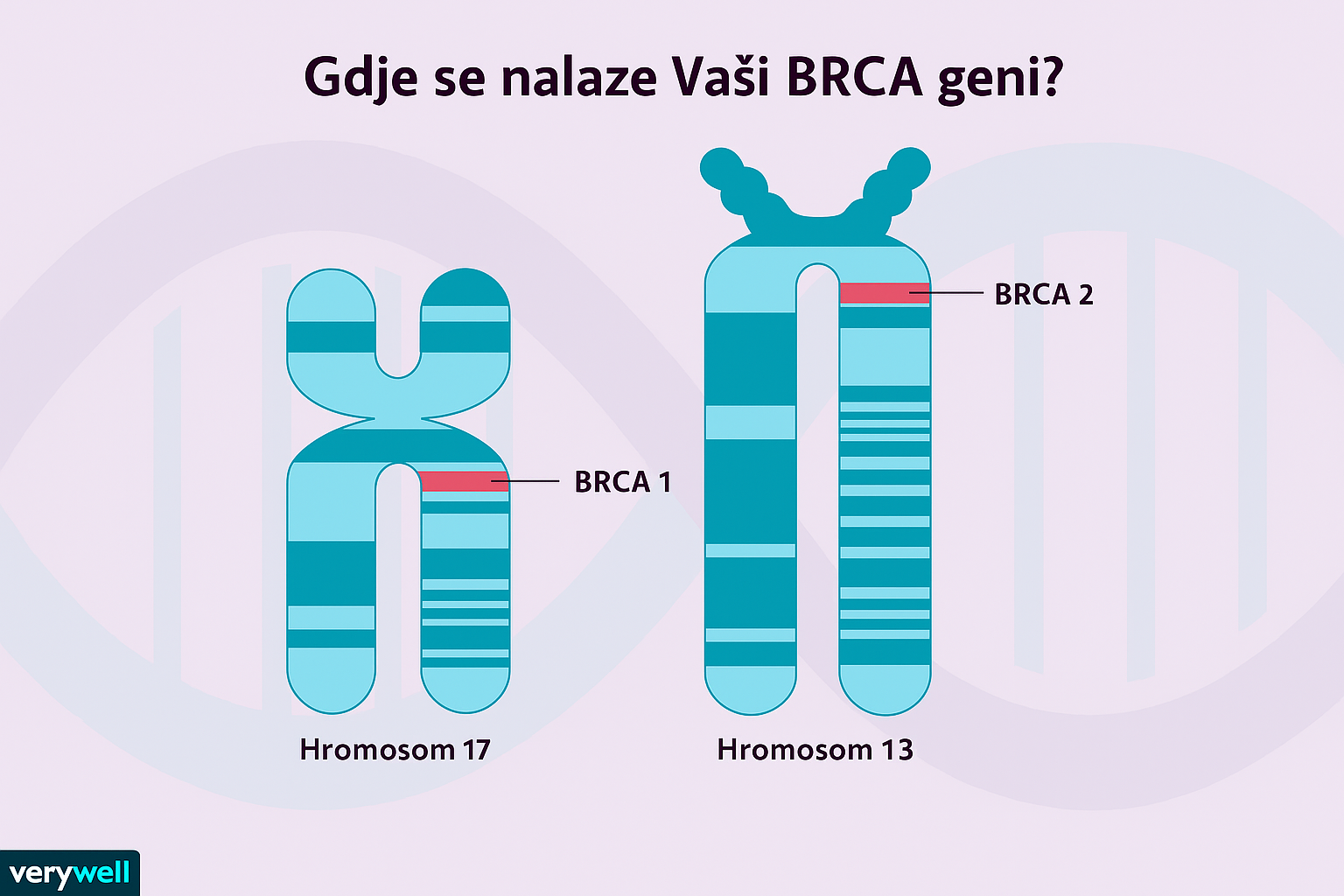 Da li ste znali da BRCA geni nisu „geni za karcinom“ – već geni za popravak!
